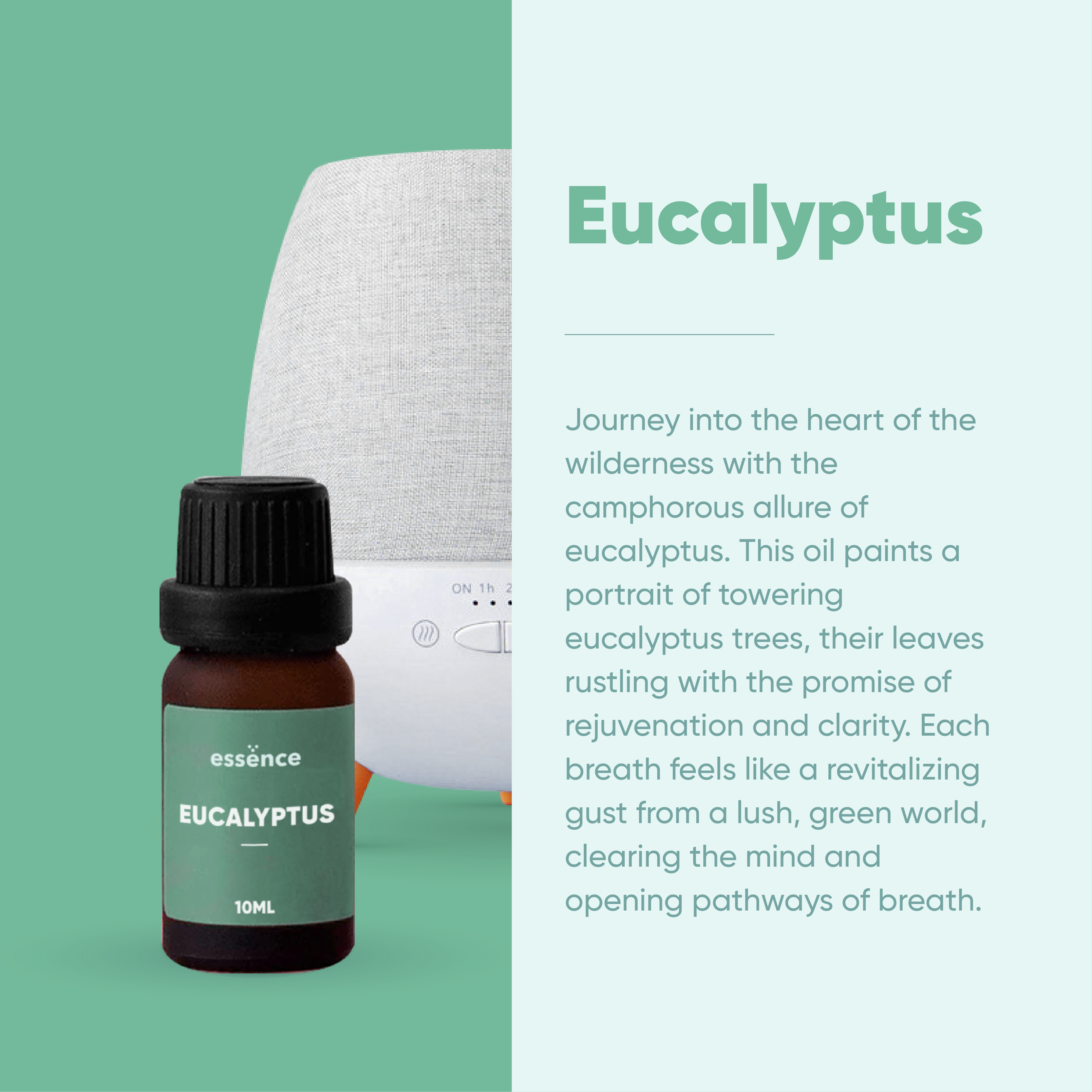 Eucalyptus